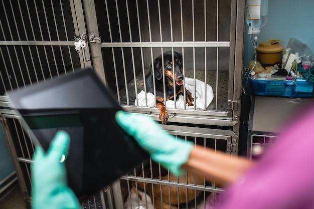 Czym odkazić budę dla psa bezpiecznie dla zwierząt?