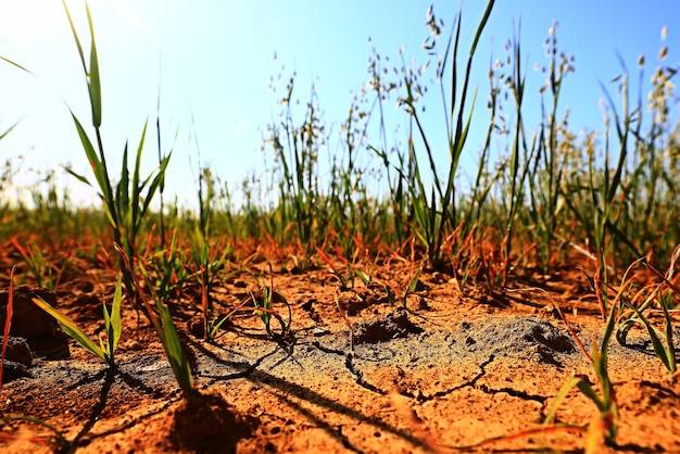 Jak często podlewać trawę w upały żeby nie zaszkodzić trawnikowi?