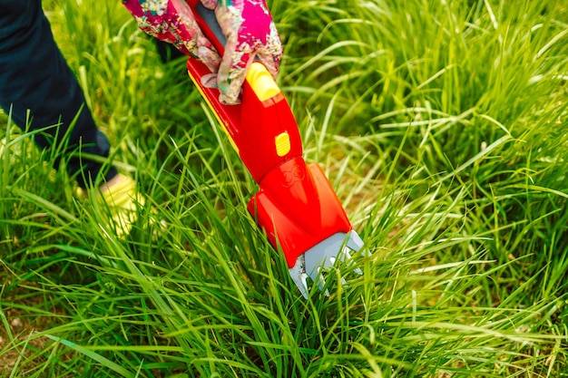 Jak nisko przycinać trawy ozdobne wiosną?