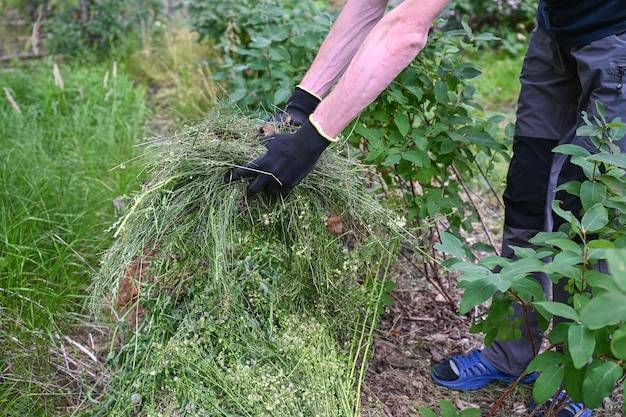 Jak przygotować trawnik do siania przed wiosną?