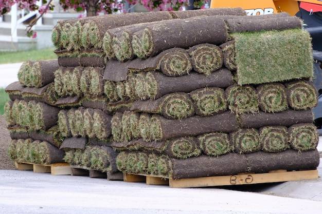 Trawa z rolki ile kosztuje za metr?